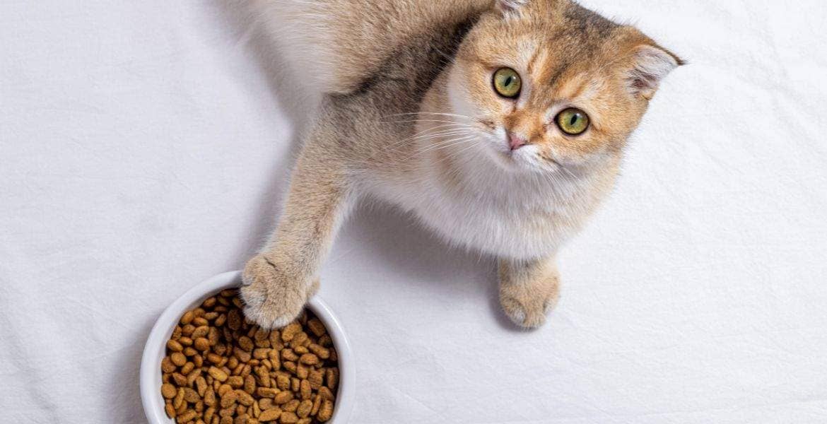 Cibo secco per gatti: una scelta nutrizionale conveniente e sana
